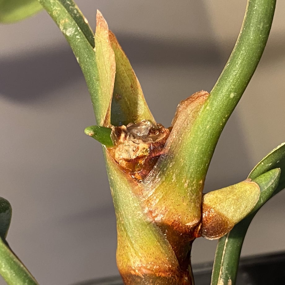 61fa6297423f6a58624d2ae8