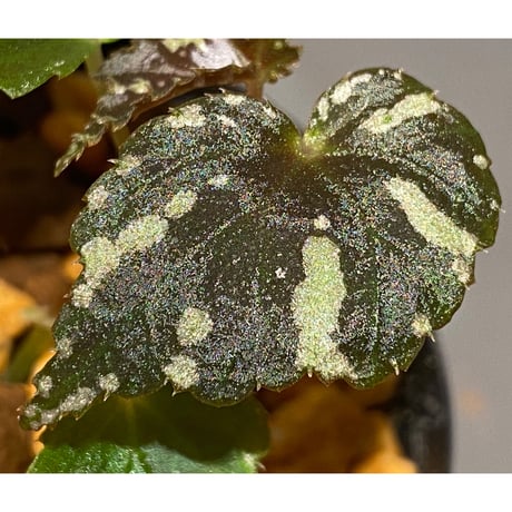 Begonia sp. from North Toraja [S0919-06] 伊藤蟻植物農園