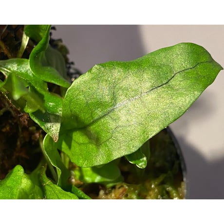 Microsorum sp. "Timika" Papua [TB]