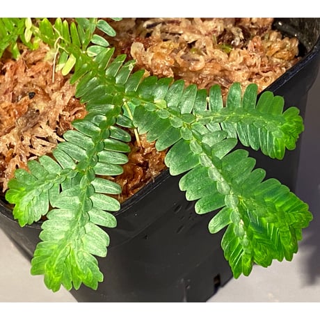 Selaginella sp. バリエガータ from "Nanga pinoh" [TB]