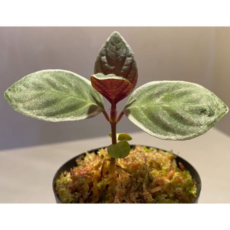 Cosmianthemum bullatum [LA0515-02]
