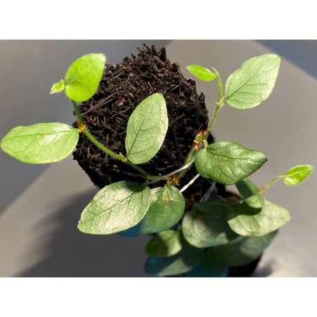 Ficus sp. from Murung raya [LA0515-05]