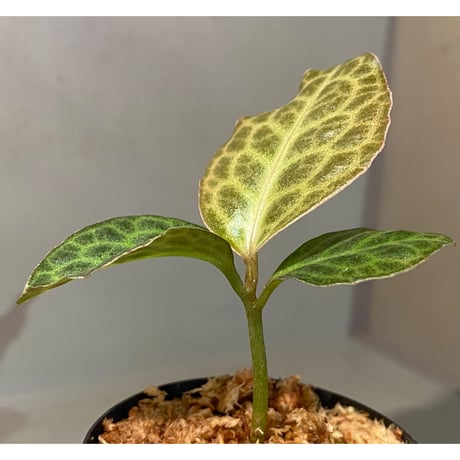 Ardisia sp. "Turtle Back"