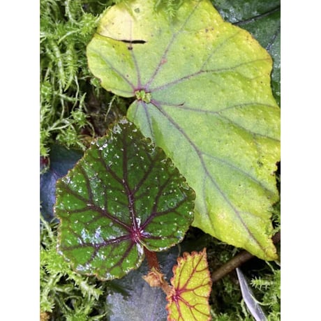 Begonia sp. from North Toraja [S0919-02] 伊藤蟻植物農園