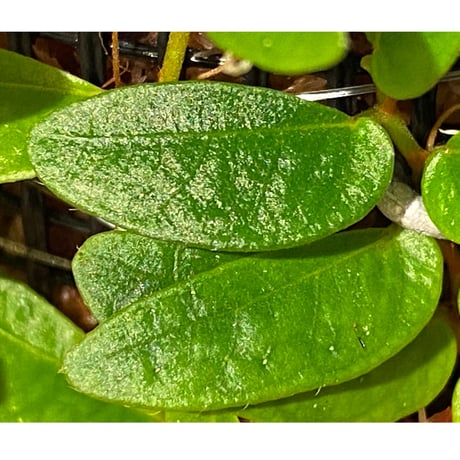 Ficus sp. from Bau