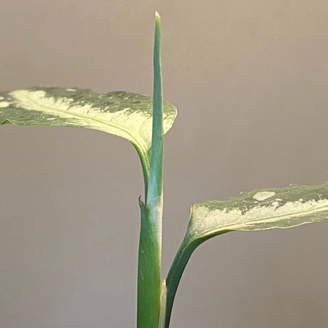 Aglaonema pictum A しるば〜らいん from Aceh sumatera [LA0217-04]