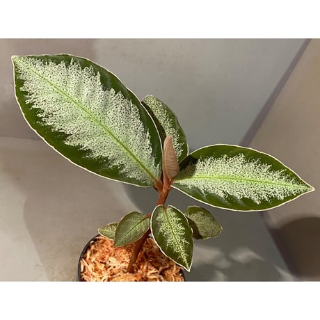 Ardisia sp. "Light Saber" ①