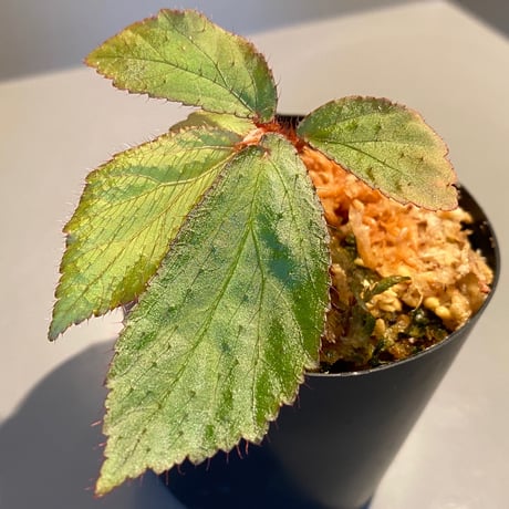 Begonia sp. from "Mentarang" Malinau Kalimantan utara [TB]