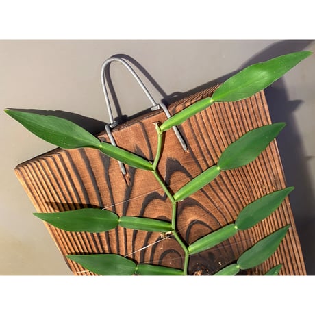 (大株) Epipremnum sp. from Trat Thailand ③