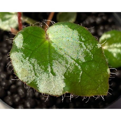 Begonia cf. ferox from Cao Bang [YH040519BK] TK