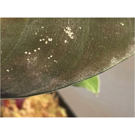Homalomena sp. from West Kalimantan
