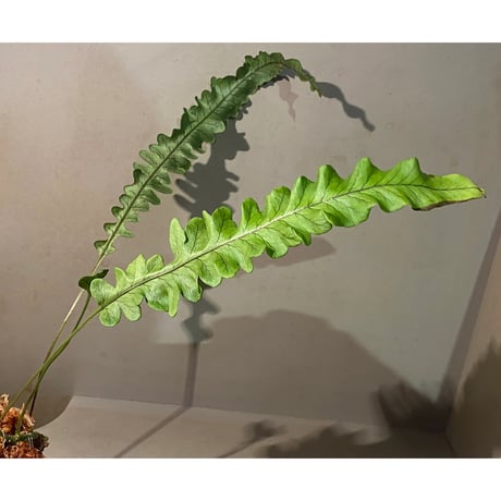 Serpocaulon semipinnatifidum from Ecuador 伊藤蟻植物農園 ①