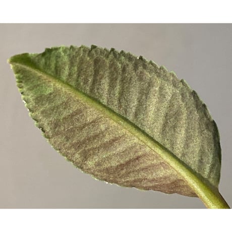 Ardisia sp. from Raub Pahang