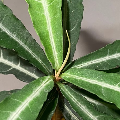 Ardisia sp. from North Sanggau