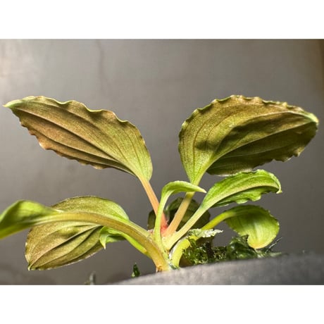 (タグ付き) Homalomena sp. Sabah-2 [R1217-01c]