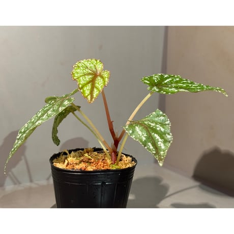 Begonia handelii var. prostrata from Viet Nam