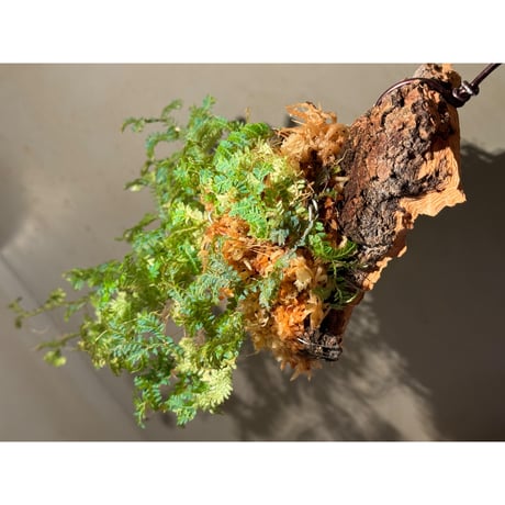Selaginella willdenowii