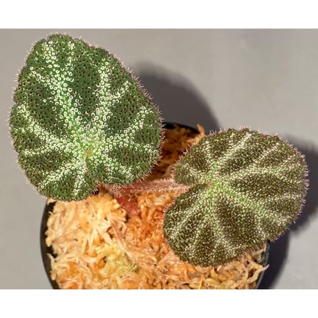 Begonia sp. from Cao Bang [YH220919] TK