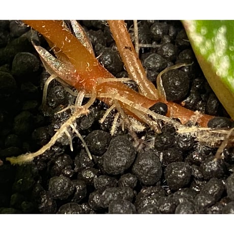 Begonia sp. from Na Hang [YH1118] TK