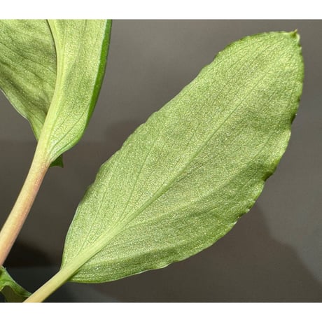 Homalomena sp. from Pulau Lingga
