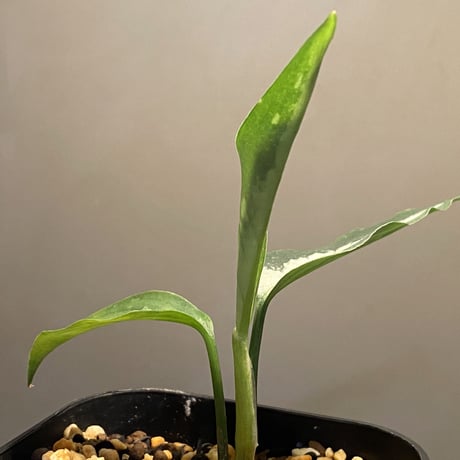 Aglaonema pictum A "しるば〜らいん" from Aceh sumatera [LA0217-04]
