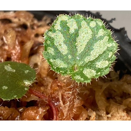 Begonia austroguangxiensis