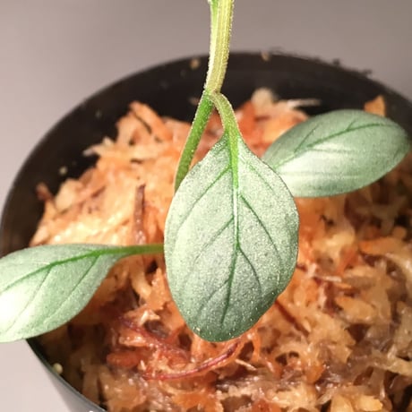 Acanthaceae sp. from Laos [LA]