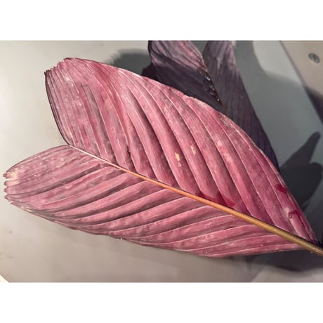 Pinanga veitchii from Sanggau West Kalimantan ②