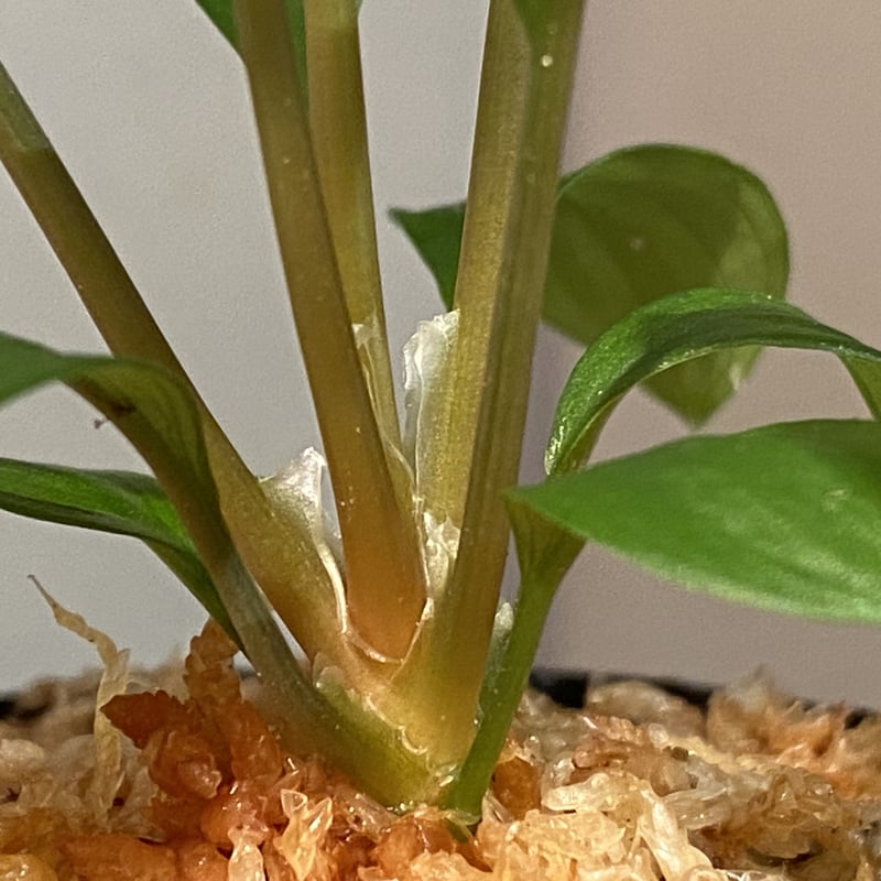 Homalomena sp. Homalomena sp.