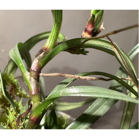 Freycinetia sp. from Borneo [KZT]