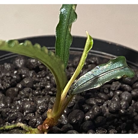 Bucephalandra sp. "MEDUSA" ②