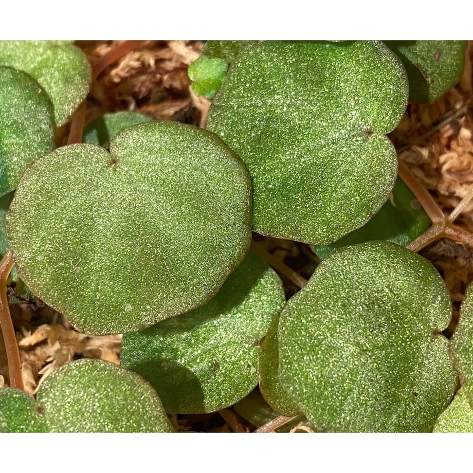614dc5cfedf49f14c32d64c0