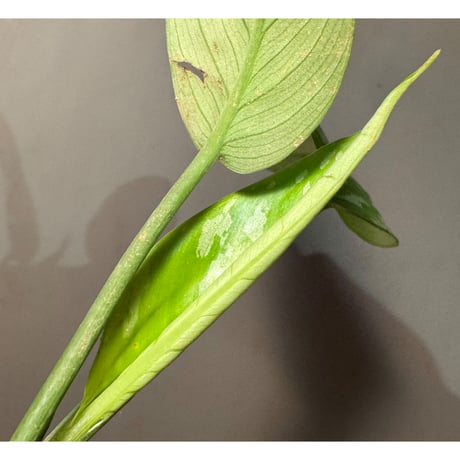 Schismatoglottis sp. from Provinsi Papua