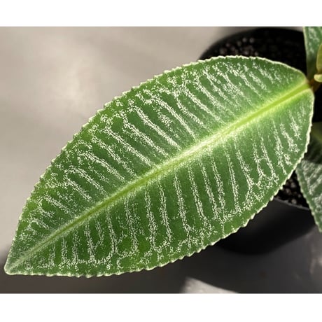 Ardisia sp. from Sumatera barat [TB]