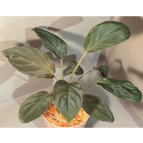 Homalomena sp. from Sarawak Borneo [KSB]