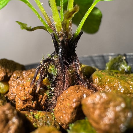 Blechnum obtusatum var. obtusatum from New Caledonia (固有種)