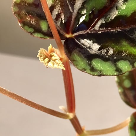 Begonia Variabilis