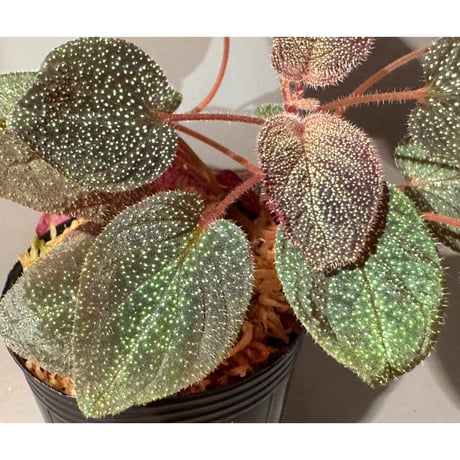 Sonerila sp. from Phitsanulok