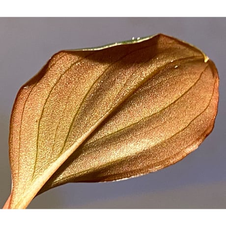 Rhodospatha sp. from Ecuador [tanakay]