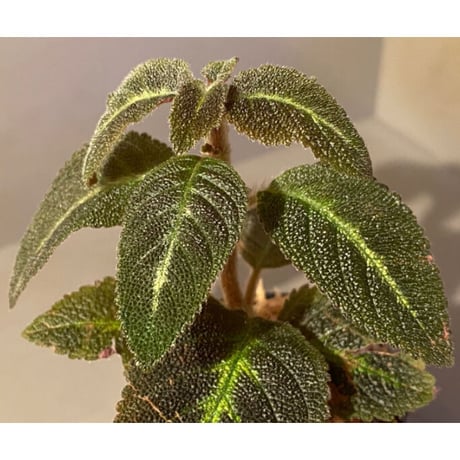 Episcia sp. from Basco Ecuador