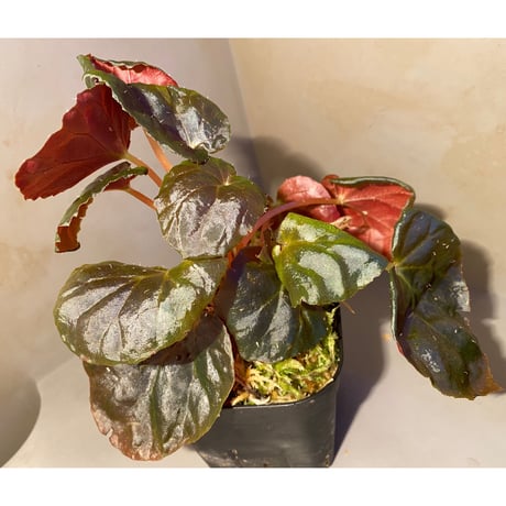 Begonia metachroa from Costa Rica
