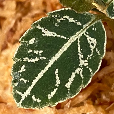 Ardisia sp. from Sumatera barat [TB]