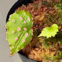 Begonia sp. "Muara Wahau" Kutai timur Kalimantan timur [TB]
