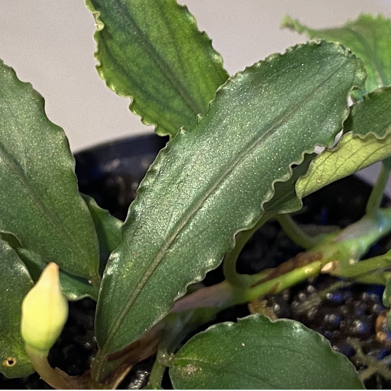 Bucephalandra sp. Bucephalandra sp.