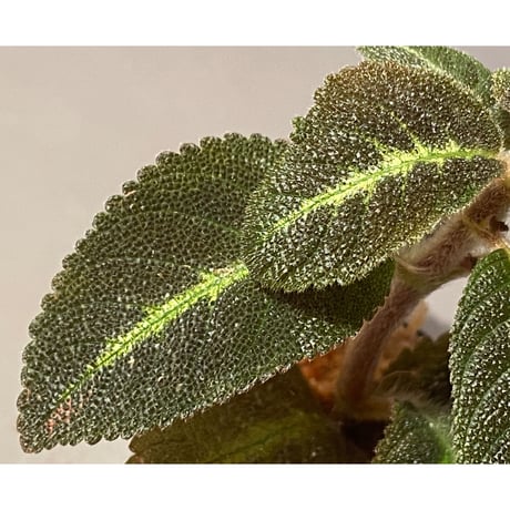 Episcia sp. from Basco Ecuador