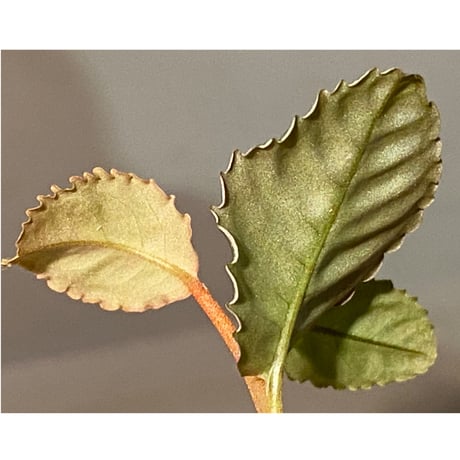Labisia sp. from Riau Sumatera