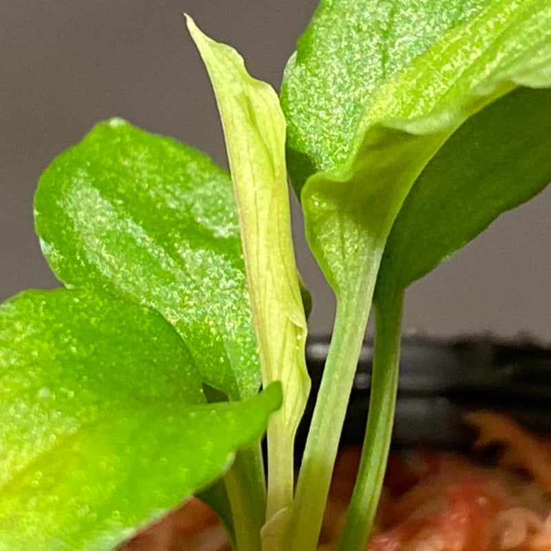 Homalomena sp. from Solok sumatera [LA0616-03]