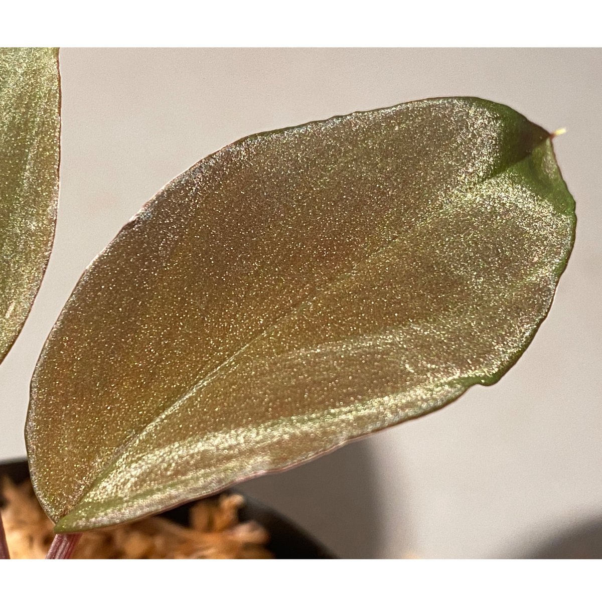 Homalomena sp. from Solok sumatera [LA0616-03]