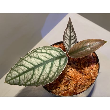 Ardisia sp. from Aceh sumatera [LA]