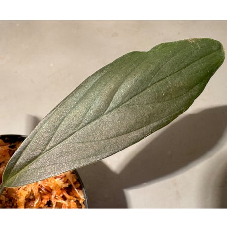 Homalomena sp. "濡烏" from Riau sumatera [LA0518-02]
